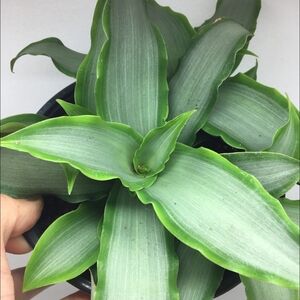 *REAL* Tradescantia Spathacea 'Silver' Potted Plant (Buy 1 Get Mystery Plant)